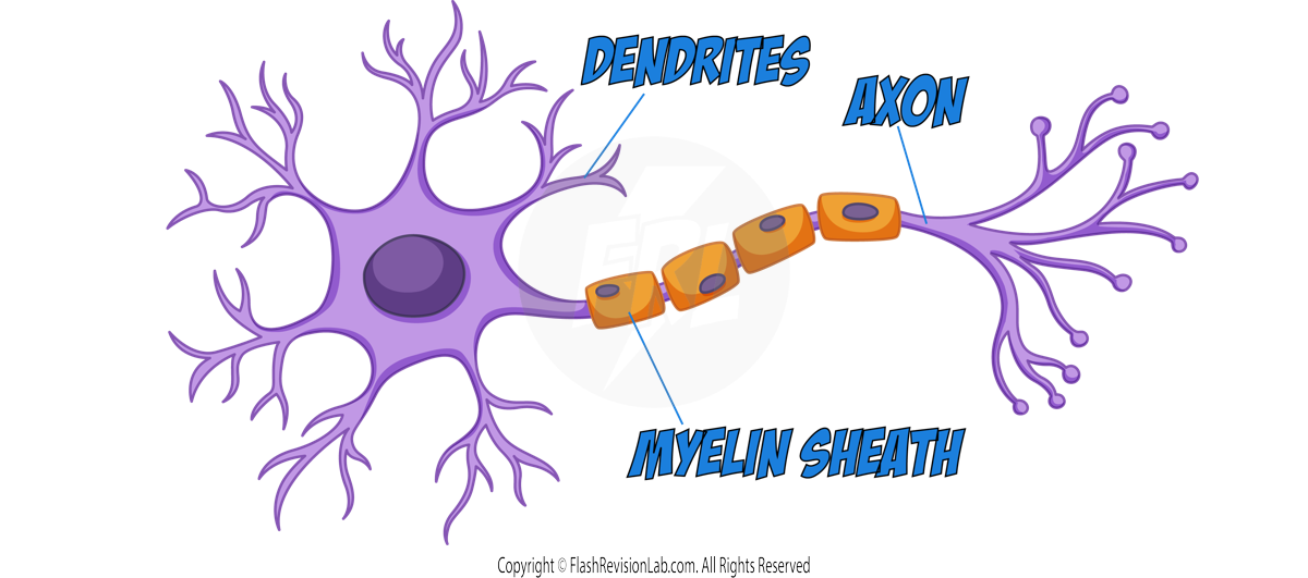 Nerve Cell